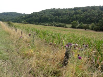 Les Souhesmes-Rampont (Meuse) paysage
