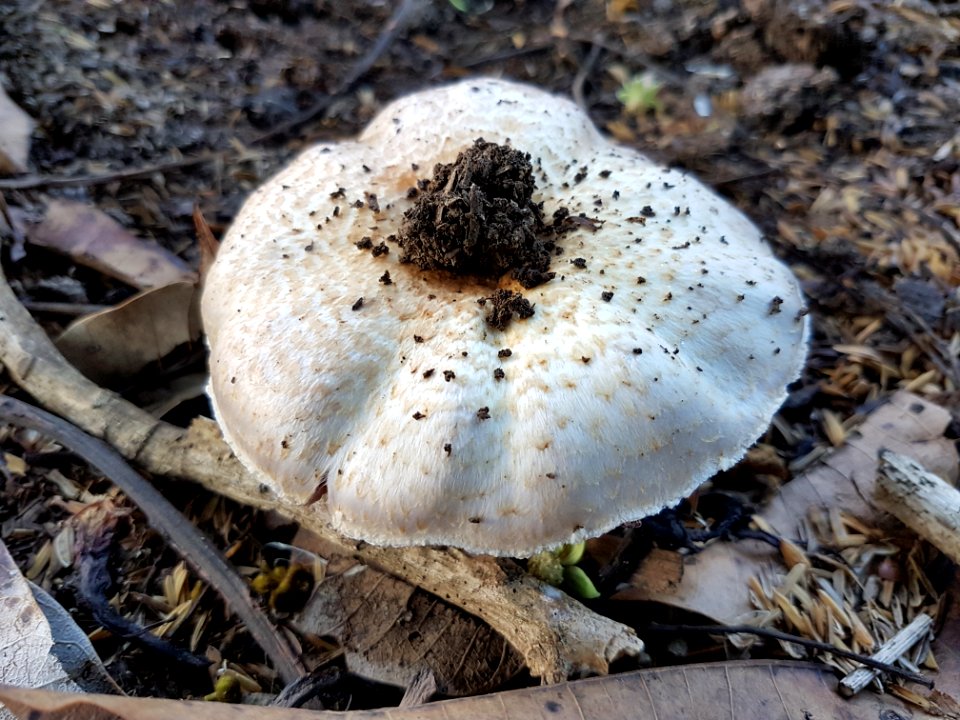 Lentinus tigrinus (Philippines) 01