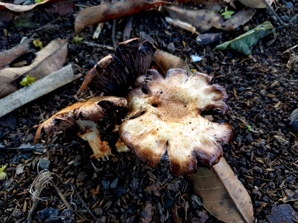 Lentinus tigrinus (Philippines) 03