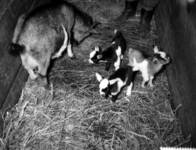 Lenteboden in Artis, geitjes, Bestanddeelnr 909-3868