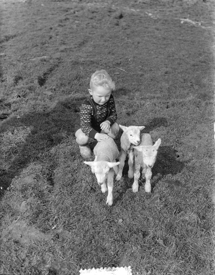 Lenteplaatjes. Jongetje met lammetjes, Bestanddeelnr 905-6148