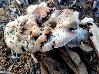 Lentinus tigrinus (Philippines) 02