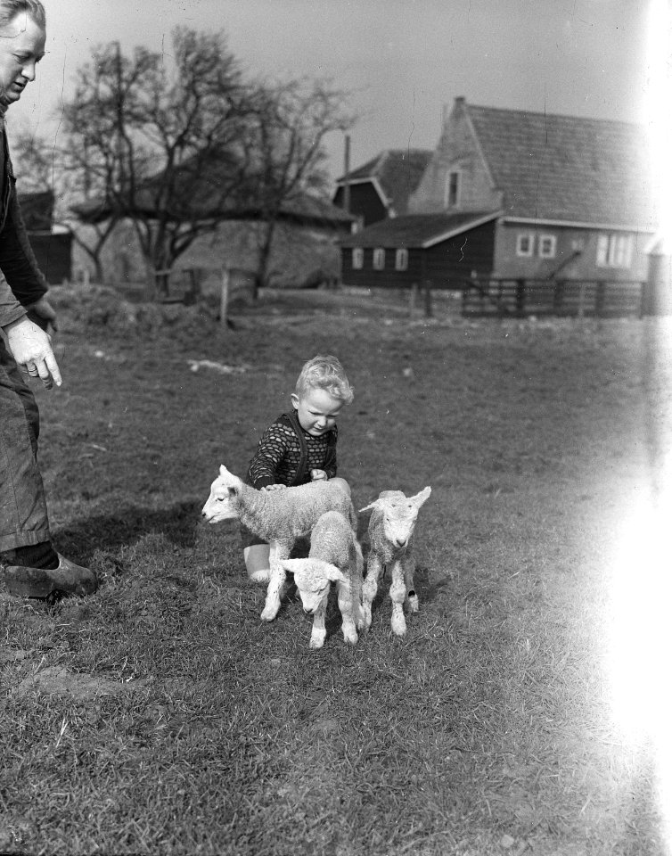 Lenteplaatjes. Jongetje met lammetjes, Bestanddeelnr 905-6149