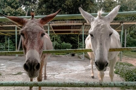 Ears mules nose