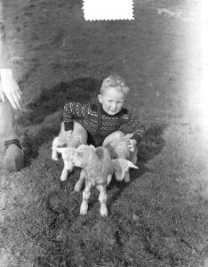 Lenteplaatjes. Jongetje met lammetjes, Bestanddeelnr 905-6150