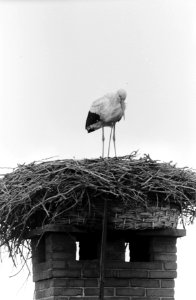 Lentebode in Oudewater (ooievaar), Bestanddeelnr 913-7699