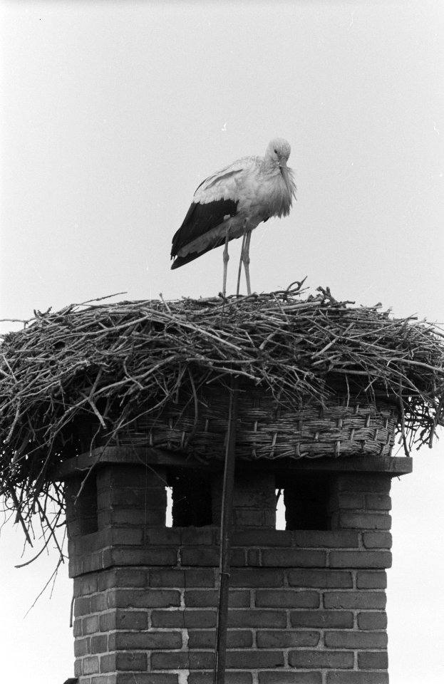 Lentebode in Oudewater (ooievaar), Bestanddeelnr 913-7698