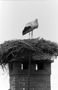 Lentebode in Oudewater (ooievaar), Bestanddeelnr 913-7698