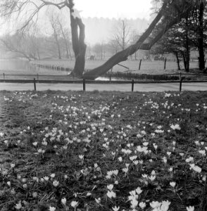 Lenteplaatjes. Crocussen in Vondelpark, Bestanddeelnr 905-6078