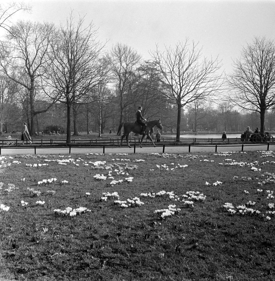 Lenteplaatjes. Crocussen in Vondelpark, Bestanddeelnr 905-6077