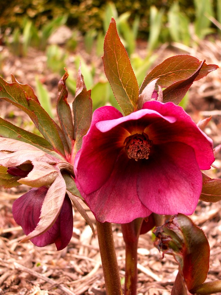 Lenten Rose (Helleborus x hybridus), Mellon Park, Pittsburgh, 2015-04-06