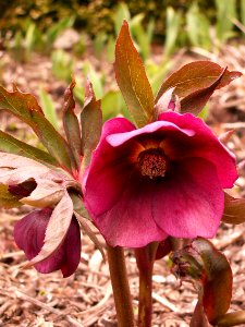 Lenten Rose (Helleborus x hybridus), Mellon Park, Pittsburgh, 2015-04-06 photo