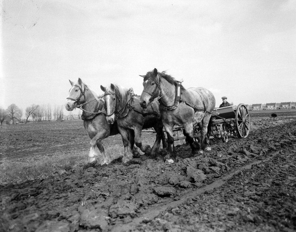 Lente landbouwplaatje paarden aan het werk, Bestanddeelnr 907-0559