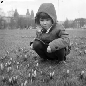 Lente nadert, crocussen bloeien in de perken te Amsterdam, Bestanddeelnr 912-0841
