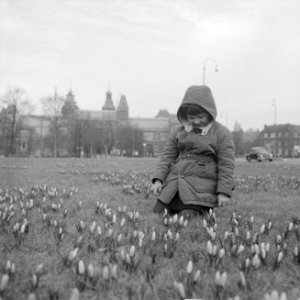 Lente nadert, crocussen bloeien in de perken te Amsterdam, Bestanddeelnr 912-0840