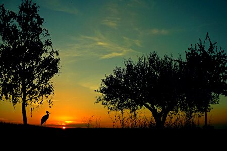 Afterglow twilight stork