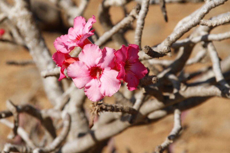 Flowers pink pink flower
