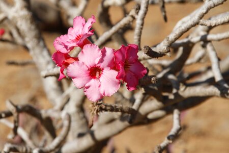 Flowers pink pink flower