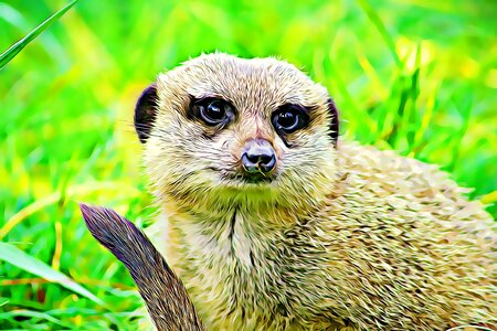Fur coat desert animals nature
