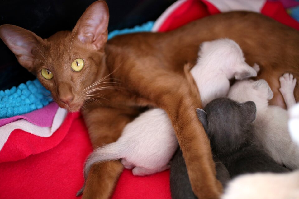 Litter oriental shorthair fur