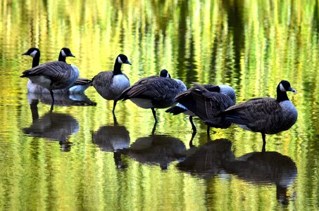 Bird ponds water photo