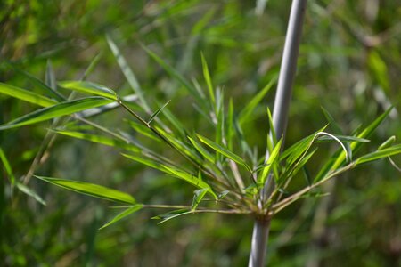 Green bamboo leaves nature photo