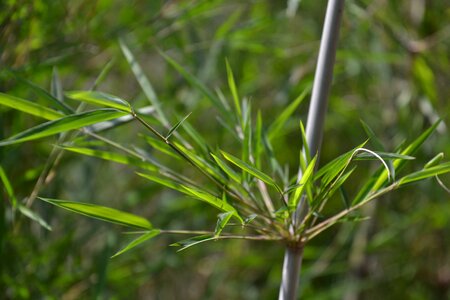 Green bamboo leaves nature