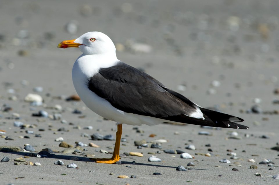 Lesser black-backed gull (Larus fuscus)