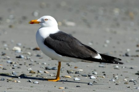 Lesser black-backed gull (Larus fuscus)