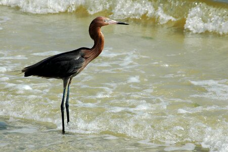 Egret nature water photo