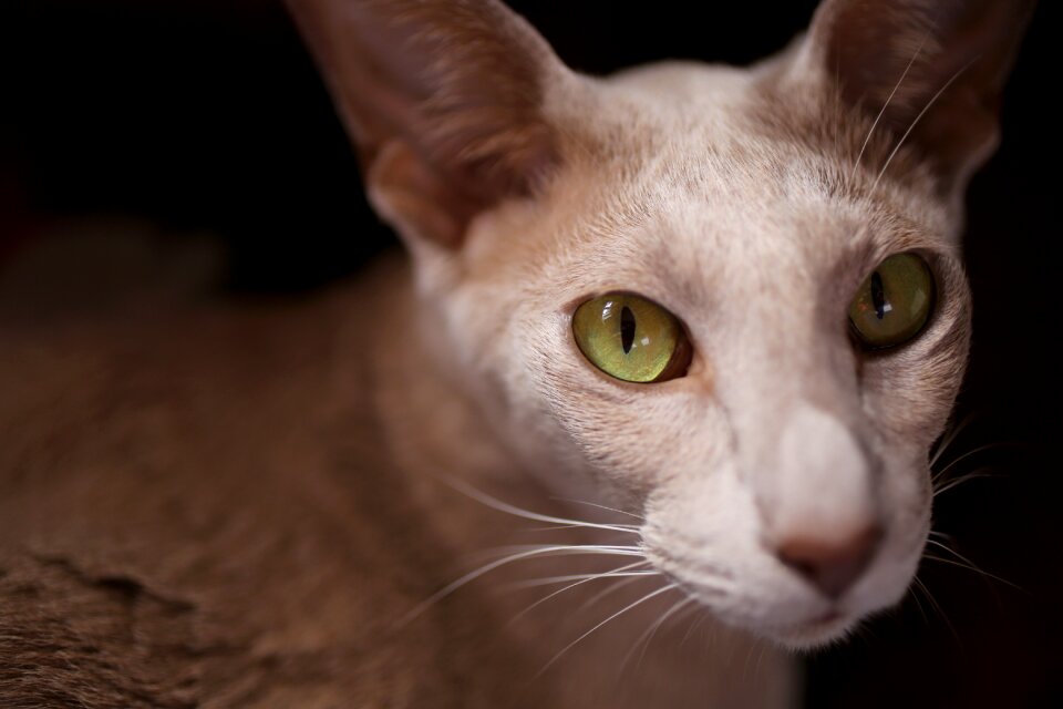 Green eye oriental shorthair view