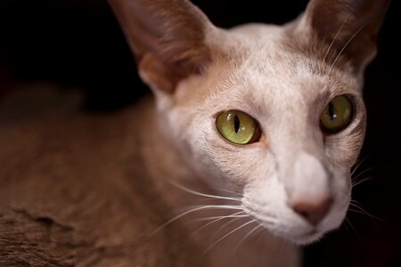 Green eye oriental shorthair view