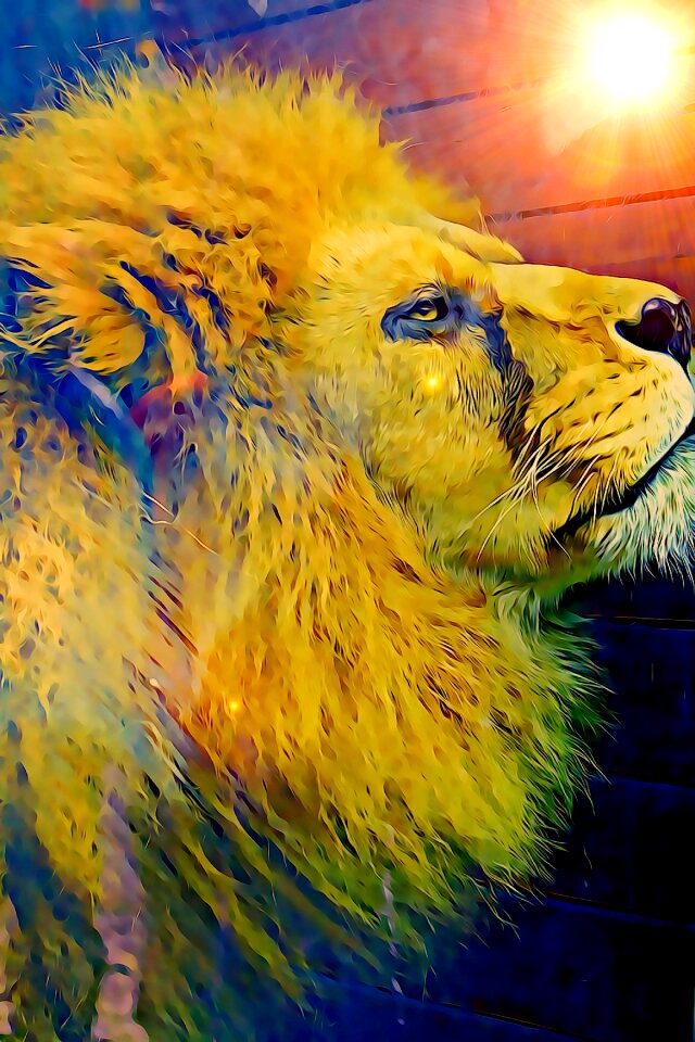 Mane is watching king of animals