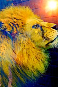 Mane is watching king of animals