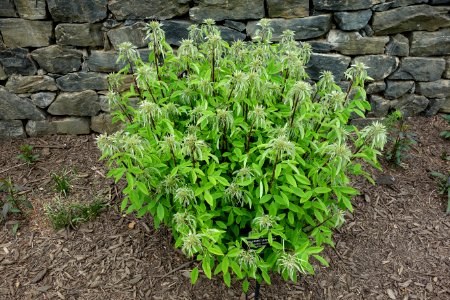 Lespedeza thunbergii - Longwood Gardens - DSC00814