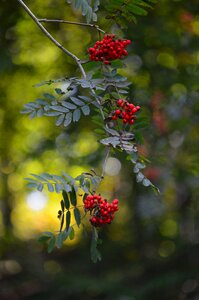 Games of light red mountain ash