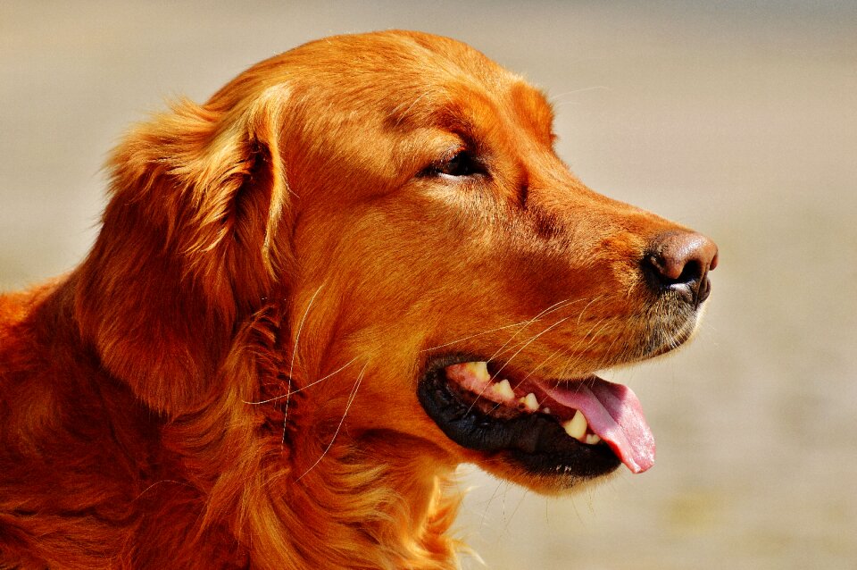 Light brown pet big dog