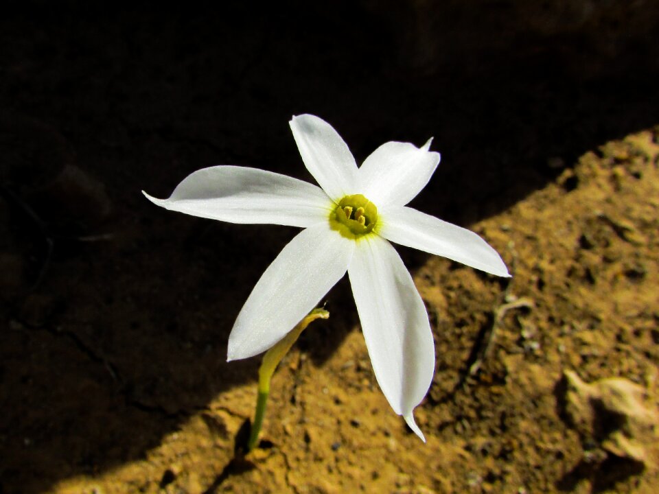 Blossom petal nature