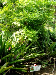 Leea - Sankyo Garden - DSC01196