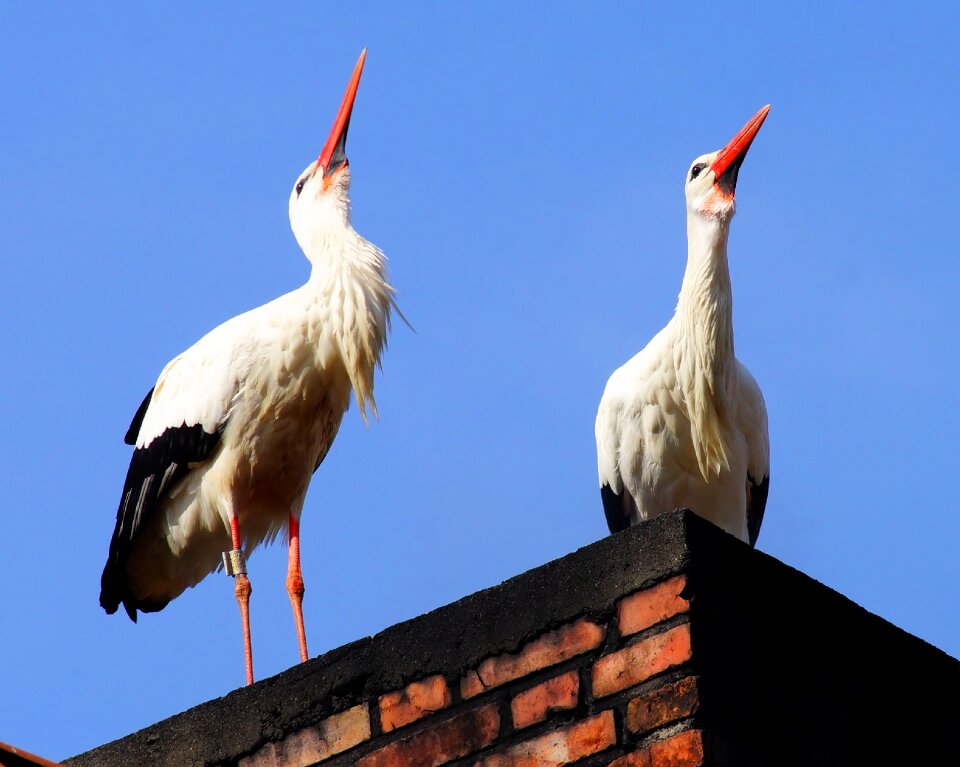 Nature plumage white stork