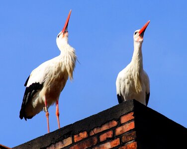 Nature plumage white stork