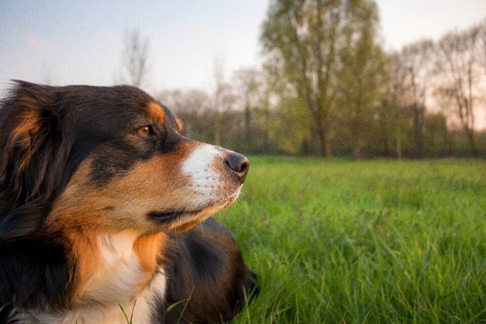 Animal concerns pet