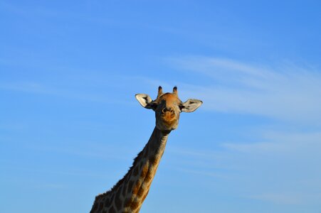 Africa animal blue