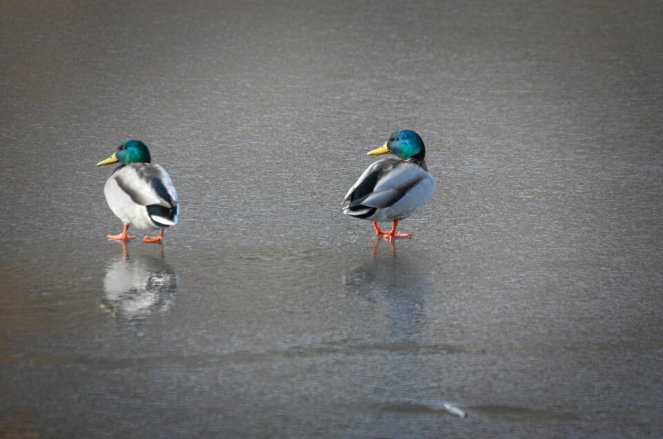 Drake ice anas platyrhynchos