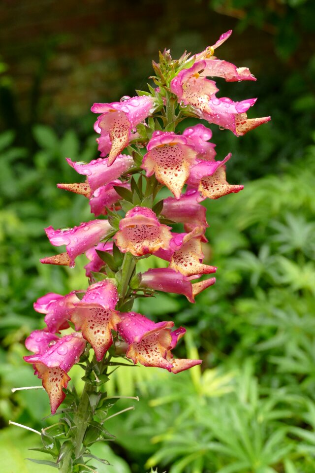 Plant flora pink
