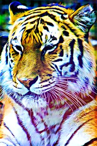 Striped is watching animal