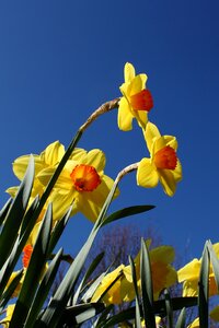 Spring yellow colorful
