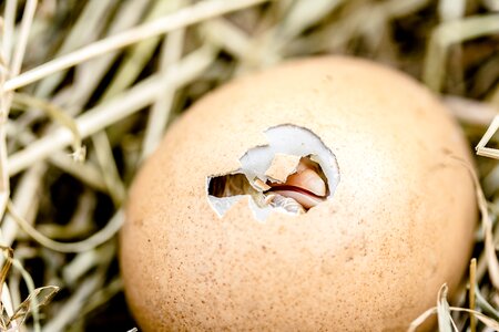 Egg poultry hatching photo