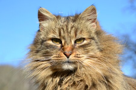 Mieze domestic cat animal