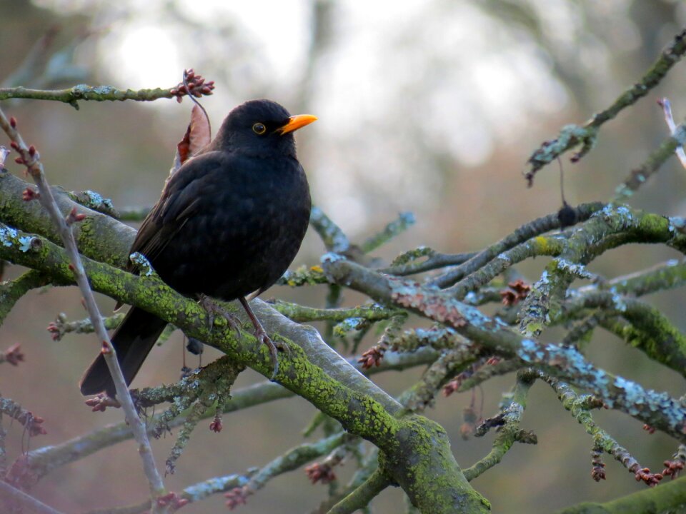 Cherry tree branch black